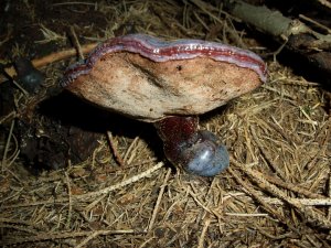 Ganoderma carnosum - Glänzender Lackporling