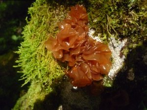 Tremella foliacea - Rotbrauner Zitterling